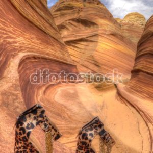 Wedged in the Wave - dfoto.pl
