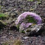 moss campion
