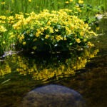 Marsh-marigold