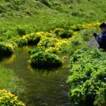 Marsh-marigold