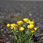 Alpine Cinquefoil