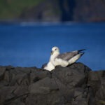 Dyrhólaey