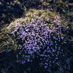 Moss Campion