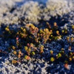 lava field